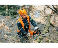 Arborist Sydney