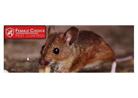 Rodent Control Brisbane | Female Choice Pest Control - 2/2