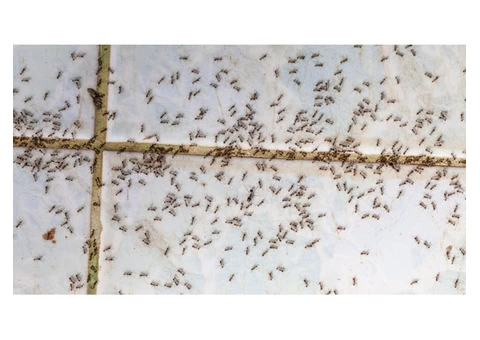 Panther Ants Control Brisbane - 1/6