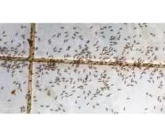 Panther Ants Control Brisbane