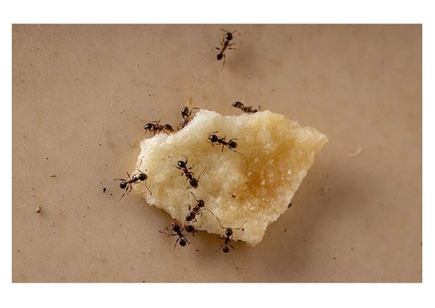 Panther Ants Control Brisbane - 2/6