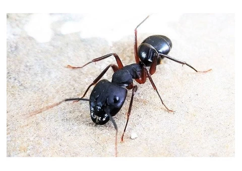 Panther Ants Control Brisbane - 4/6