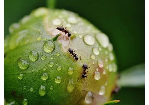 Panther Ants Control Brisbane - 5/6