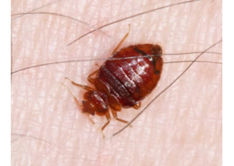 Peters Bed Bugs Control Adelaide