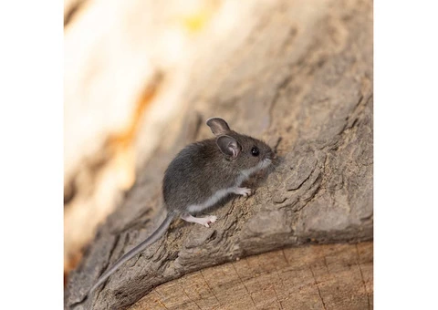Peters Mice Control Adelaide - 1/3
