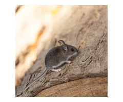 Peters Mice Control Adelaide