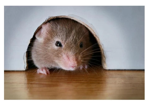 Peters Mice Control Adelaide - 3/3