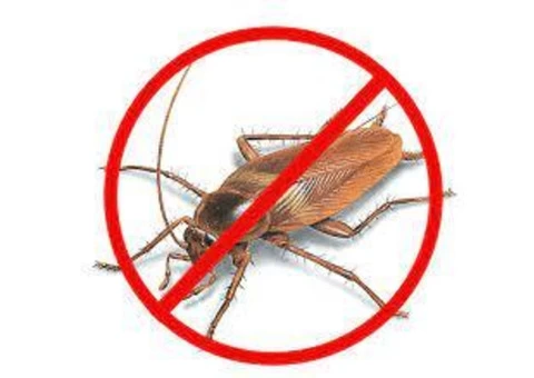 Panther Cockroach Control Brisbane