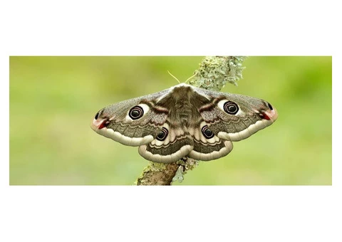 Moth Pest Control Services in Melbourne