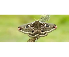 Moth Pest Control Services in Melbourne