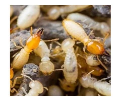 Peters Termite Control Adelaide