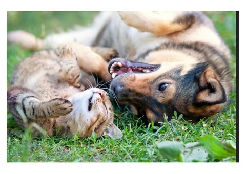 Rug Cleaning For Cat Urine | 0299821000