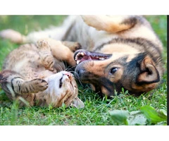 Rug Cleaning For Cat Urine | 0299821000