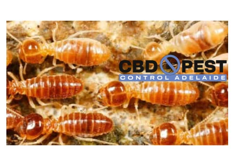 CBD Possum Removal Adelaide - 2/2