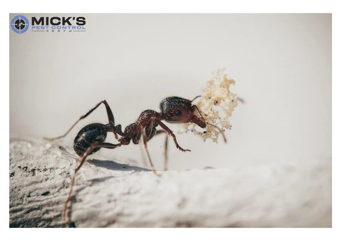 Pest Control Perth - 4/5