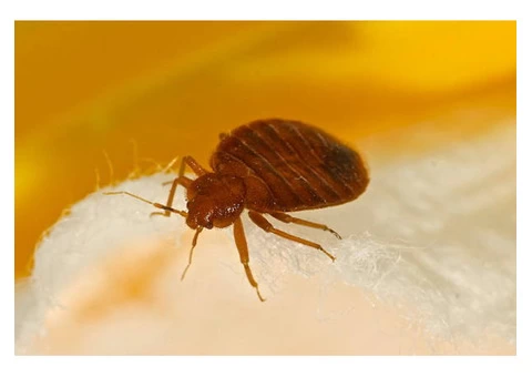Bed Bug Control Adelaide - 4/6
