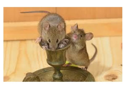 Exit Mice Control Melbourne