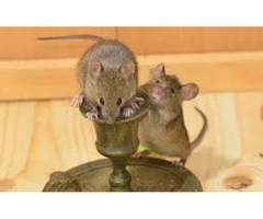 Exit Mice Control Melbourne