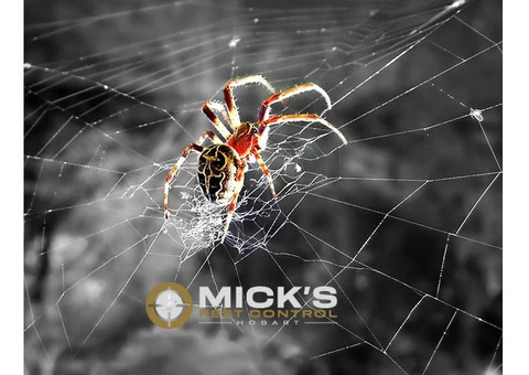 Spider Control Hobart - 1/6