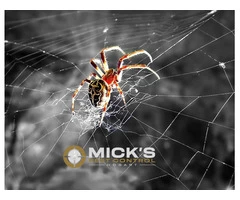 Spider Control Hobart