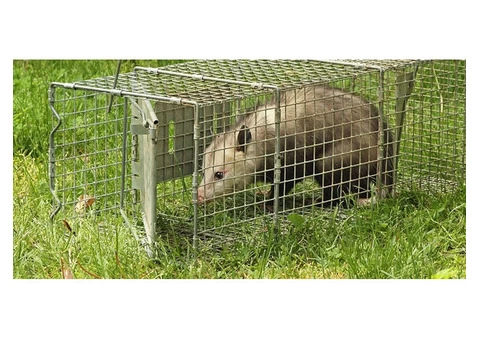 Possum Removal Brisbane - 2/6