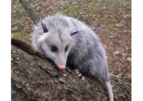 Possum Removal Brisbane - 5/6