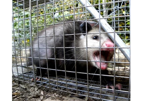 Possum Removal Brisbane - 6/6