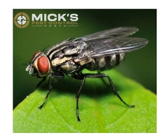 Flies Control Perth