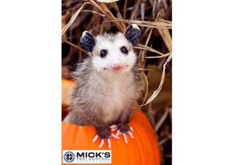 Possum Removal Perth - 2/4