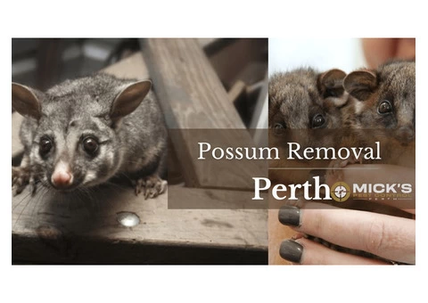 Possum Removal Perth - 3/4