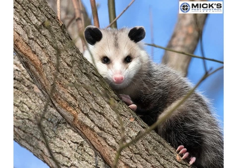 Possum Removal Perth - 4/4