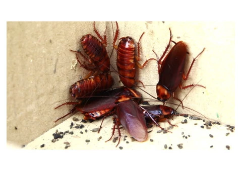 Cockroach Control Brisbane - 2/6
