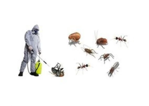 Cockroach Control Brisbane - 5/6