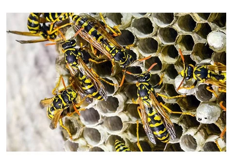 Bee And Wasp Removal Brisbane - 5/7