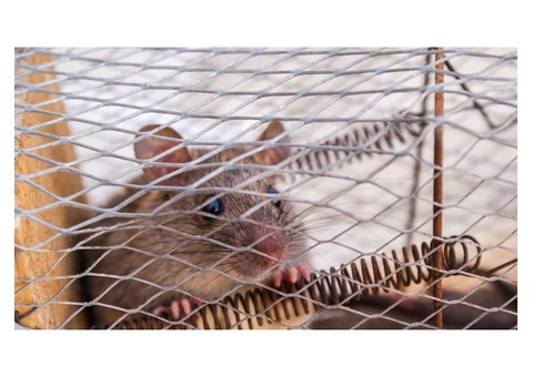 Rodent Control Brisbane - 4/7