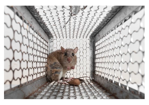 Rodent Control Brisbane - 5/7
