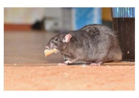 Rodent Control Brisbane - 7/7