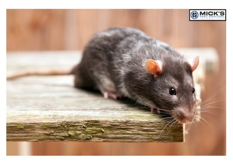 Rodent Control Perth - 2/4