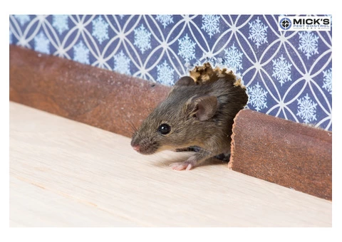Rodent Control Perth - 3/4