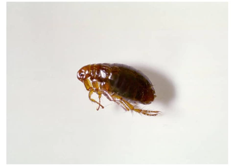 Flea Control Brisbane - 4/7