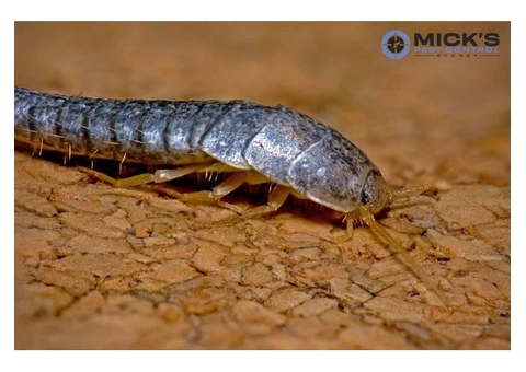 Silverfish Control Sydney - 2/4