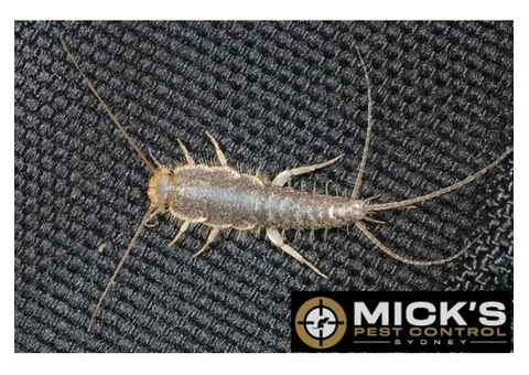 Silverfish Control Sydney - 3/4