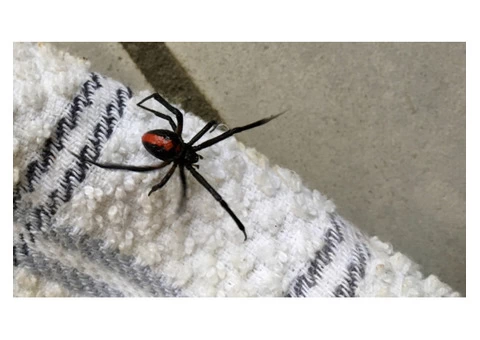 Exit Spider Control Melbourne - 1/3