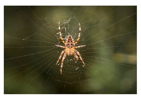 Exit Spider Control Melbourne - 2/3