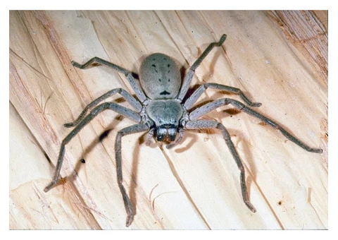 Exit Spider Control Melbourne - 3/3