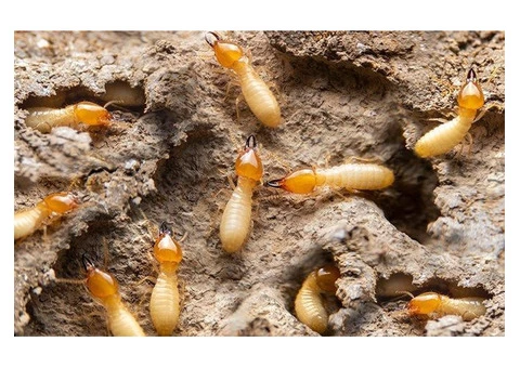 Termite Control Brisbane - 3/7