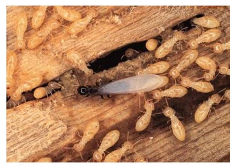 Termite Control Brisbane - 5/7