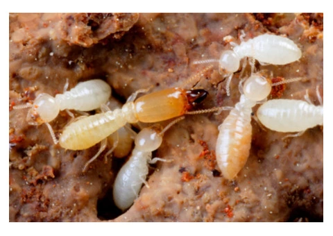 Termite Control Brisbane - 6/7