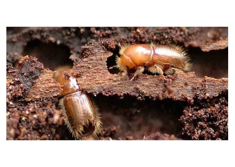 Termite Control Brisbane - 7/7