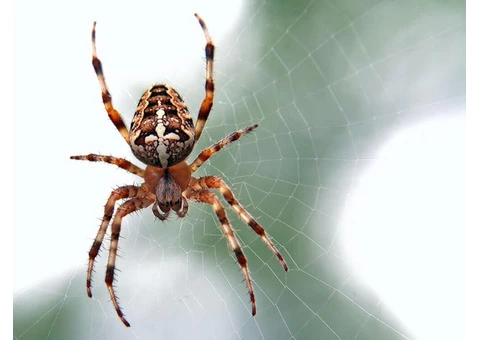 Spider Control Brisbane - 6/6